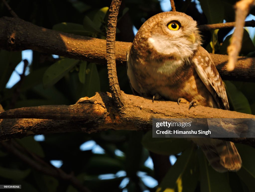 Spotted owlet
