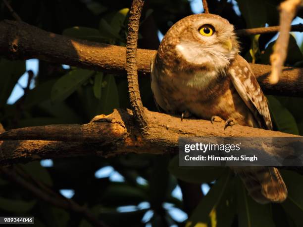 Spotted Owlet High-Res Stock Photo