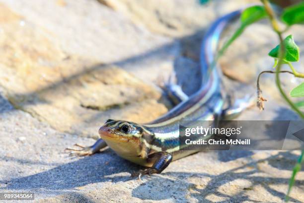 eastern five-lined skink - squamata stock pictures, royalty-free photos & images
