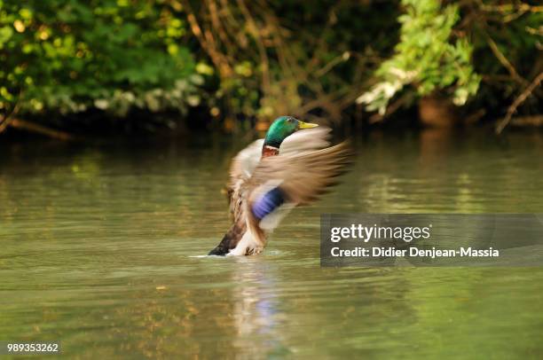 canard - canard - fotografias e filmes do acervo