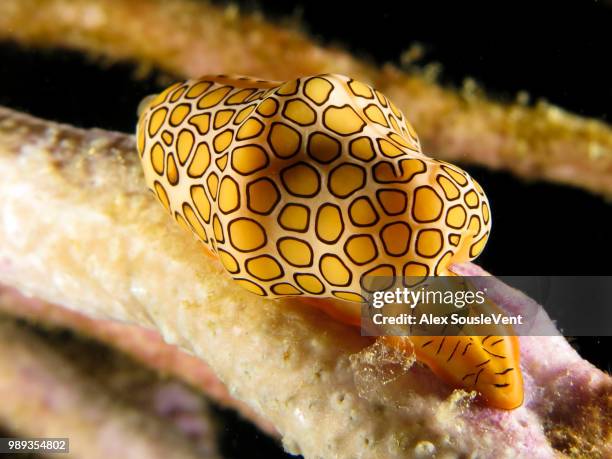 flamingo tongue - kaurischnecke stock-fotos und bilder