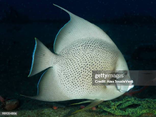 grey angle fish - gray angelfish fotografías e imágenes de stock