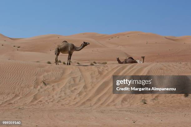 camels at the sand dunes of wahiba sands oman - almpanezou bildbanksfoton och bilder