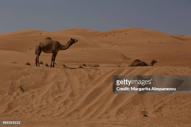 camels at the sand dunes of wahiba sands oman - almpanezou stockfoto's en -beelden