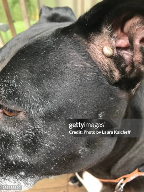 tick on dog - succhiare il sangue foto e immagini stock