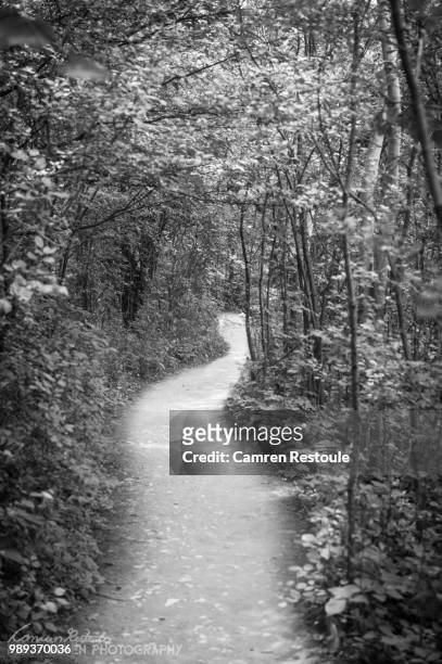 black and white mysterious path - camren fotografías e imágenes de stock