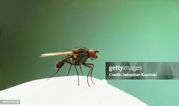 Small Bug Alien 355 Alien Bugs Stock Photos, High-Res Pictures, and Images - Getty Images