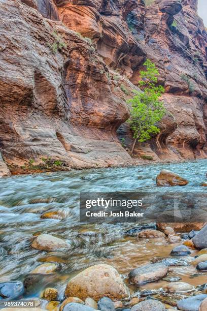 lean of the cottonwood - cottonwood imagens e fotografias de stock