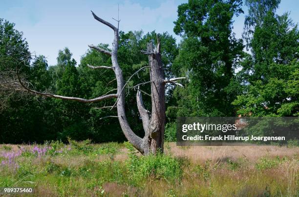 Dead Alive Tree Photos and Premium High Res Pictures - Getty Images