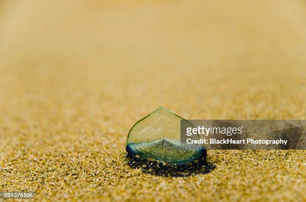 washed ashore - ashore stock pictures, royalty-free photos & images