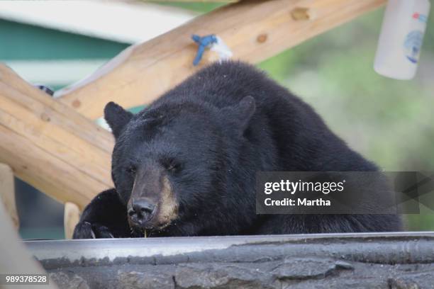 bear at taku lodge 2 - omnivorous stock pictures, royalty-free photos & images