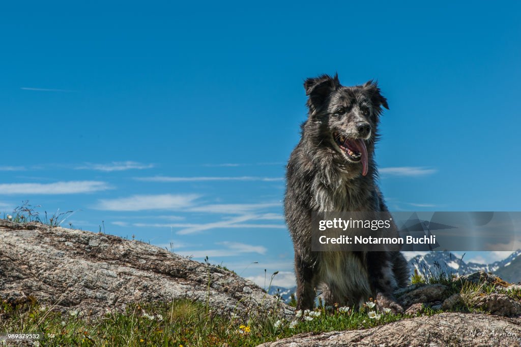 Mountain dog