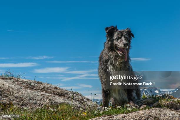 Mountain Dog High-Res Stock Photo