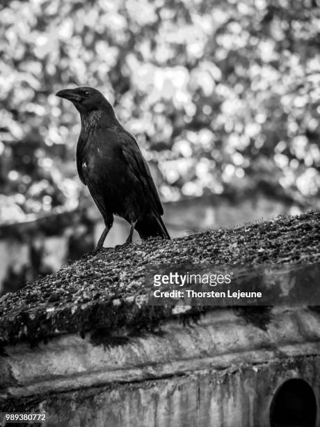the crow - lejeune stock pictures, royalty-free photos & images