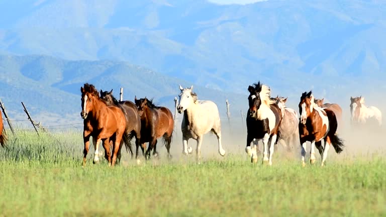 Stampede Run 287 Horse Stampede Stock Videos, Footage, & 4K Video Clips - Getty Images