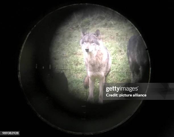 Wolf can be seen through a telescope at the Wildpark Eekholt near Grossenaspe, Germany, 5 December 2017. Photo: Carsten Rehder/dpa