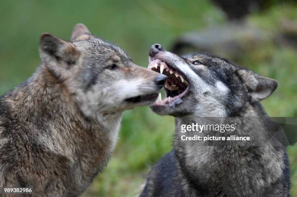 The wolfs 'Alexander' and 'Janosch', photographed at the Wildpark Eekholt near Grossenaspe, Germany, 5 December 2017. Photo: Carsten Rehder/dpa
