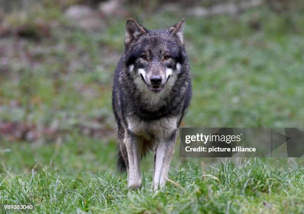 Wolf 'Alexander', photographed at the Wildpark Eekholt near Grossenaspe, Germany, 5 December 2017. Photo: Carsten Rehder/dpa