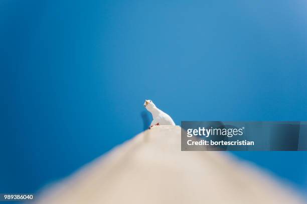 low angle view of bird perching on building against clear blue sky - bortes stock-fotos und bilder