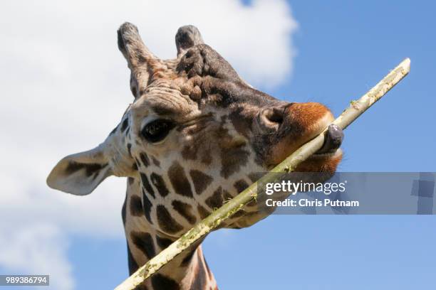 giraffe eating - chris putnam fotografías e imágenes de stock