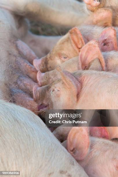 piglets feeding - chris putnam stock pictures, royalty-free photos & images