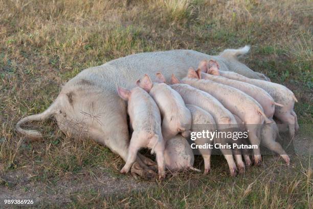 piglets feeding - chris putnam fotografías e imágenes de stock