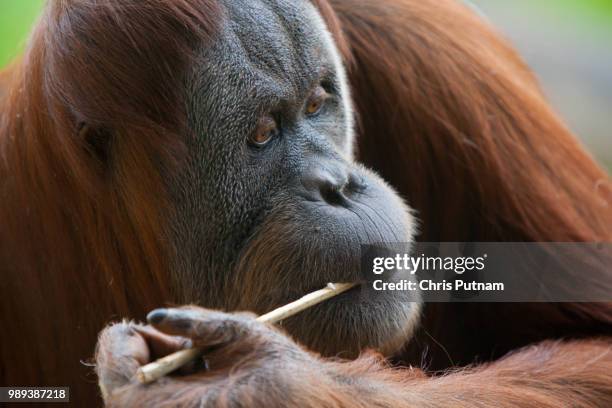 orangutan eating - chris putnam stock pictures, royalty-free photos & images