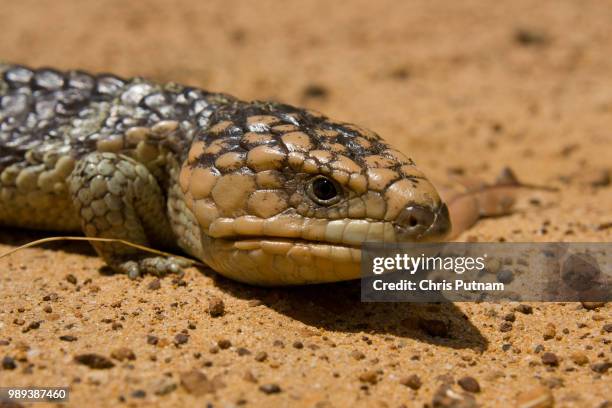 lizard - chris putnam stock pictures, royalty-free photos & images