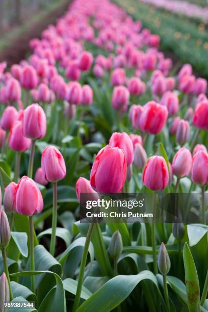 tulip fields at table cape - chris putnam fotografías e imágenes de stock