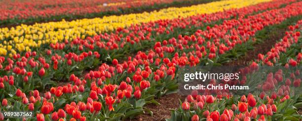tulip fields at table cape - chris putnam fotografías e imágenes de stock