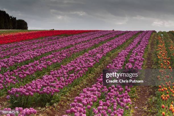 tulip fields at table cape - chris putnam fotografías e imágenes de stock