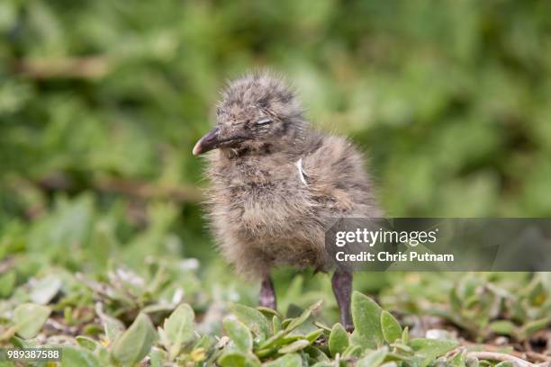 baby seagull - chris putnam fotografías e imágenes de stock