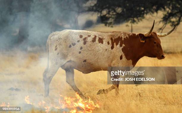 Cow walks through a burning pasture in Guinda, California on July 01, 2018. - Californian authorities have issued red flag weather warnings and...