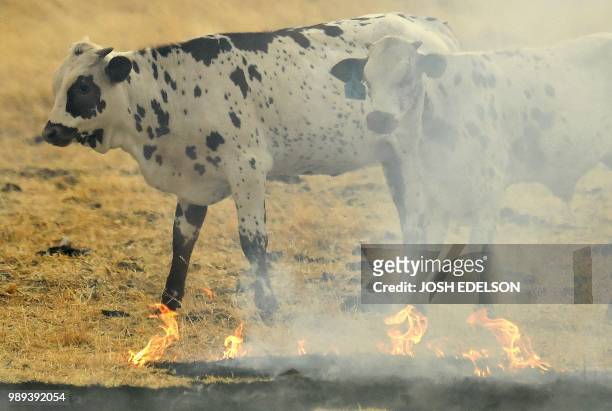 Cows stand in a burning pasture in Guinda, California on July 01, 2018. - Californian authorities have issued red flag weather warnings and mandatory...