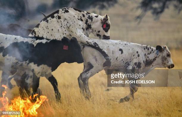 Cows trot in a burning pasture in Guinda, California on July 01, 2018. - Californian authorities have issued red flag weather warnings and mandatory...