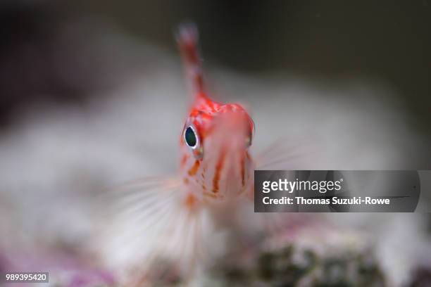 longnose hawkfish (2004) - hawkfish stock pictures, royalty-free photos & images