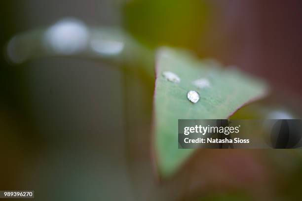 leaf droplet - natasha sioss stock pictures, royalty-free photos & images