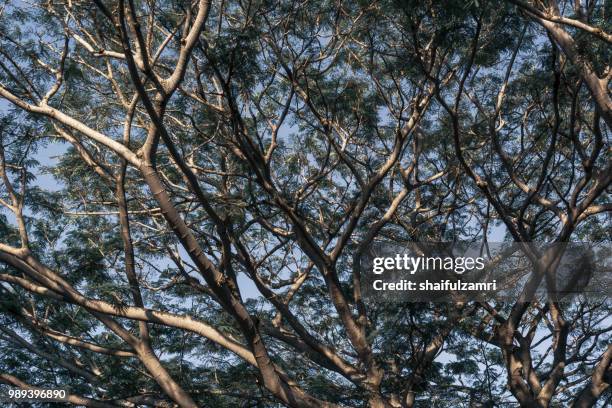 forest leaves green branches. background in retro colour - shaifulzamri stock pictures, royalty-free photos & images