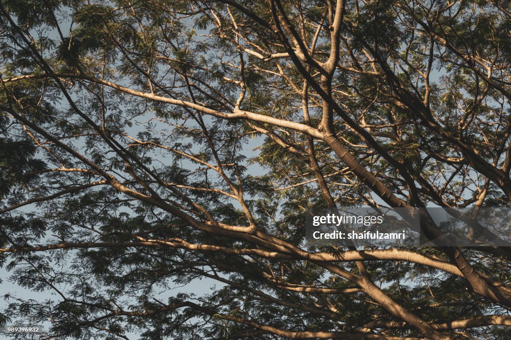 Forest leaves green branches. background in retro colour