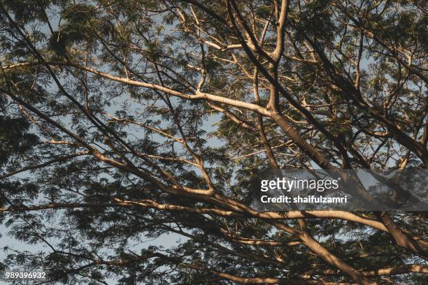 forest leaves green branches. background in retro colour - shaifulzamri stock pictures, royalty-free photos & images