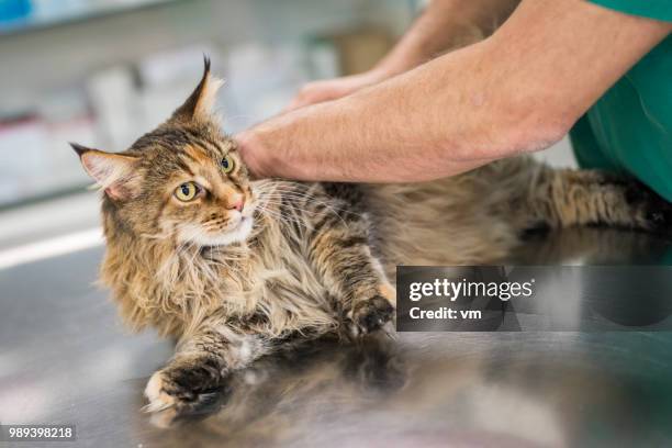 veterinarian handling a long-haired cat - material handling stock pictures, royalty-free photos & images