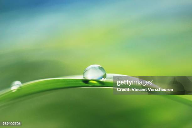 photo by: vincent verscheuren - morning dew stockfoto's en -beelden