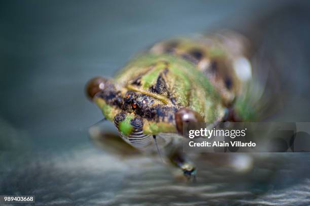 Buzzkill Insect 114 Buzzkill Stock Photos, High-Res Pictures, and Images - Getty Images