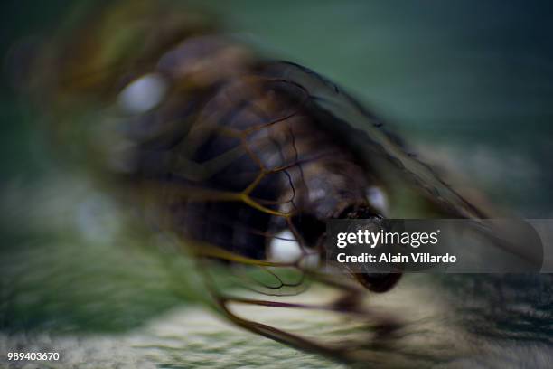 Buzzkill Insect Buzzkill Photos and Premium High Res Pictures - Getty Images