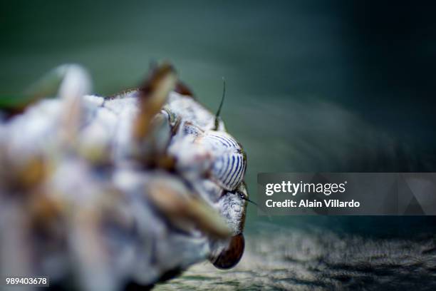 Buzzkill Insect 26 Buzzkill Stock Photos, High-Res Pictures, and Images - Getty Images