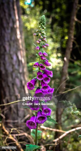 foxglove ii - loosestrife stock pictures, royalty-free photos & images