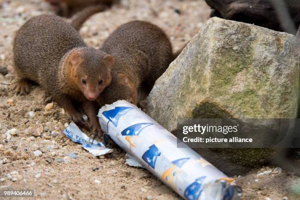 Mangeese open up wrapped toilet paper at the zoo in Gelsenkirchen, Germany, 20 December 2017. Around 70 selected animals received Christmas presents...