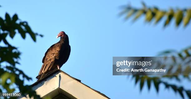 knockin' on the door - turkey vulture stock pictures, royalty-free photos & images