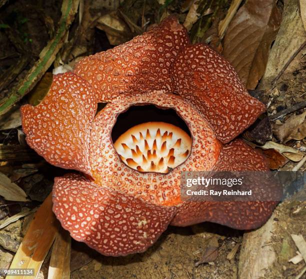 big stinky flower - rafflesia stock pictures, royalty-free photos & images