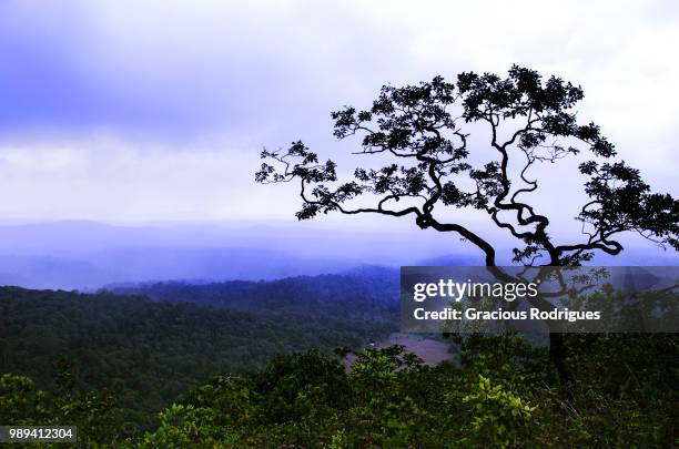 the backyard view - gracious stock pictures, royalty-free photos & images